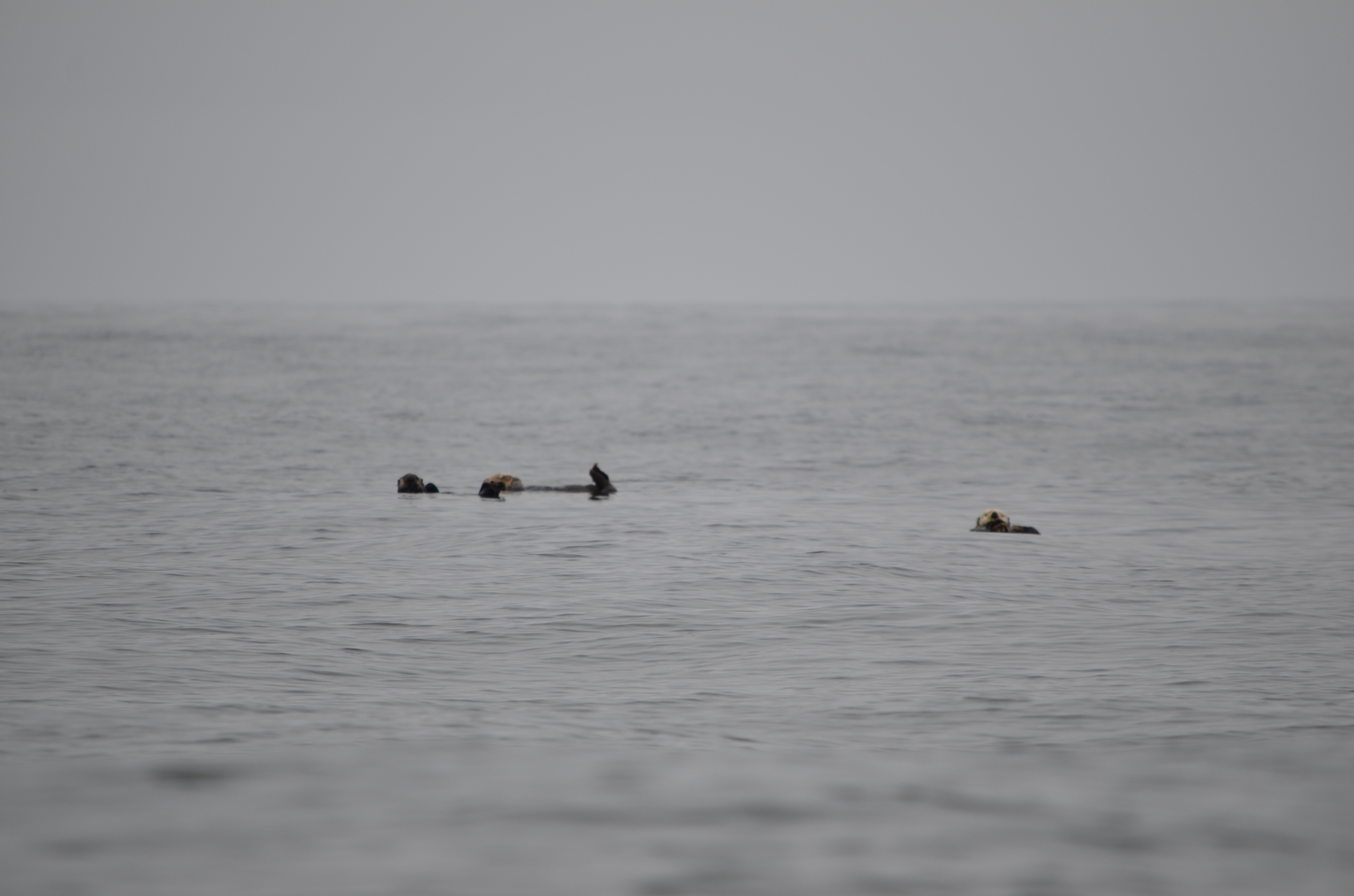 photos/wildlife/Mammal_Species/Sea Otter/DSC_0364.JPG